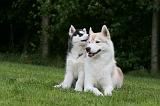 SIBERIAN HUSKY 992